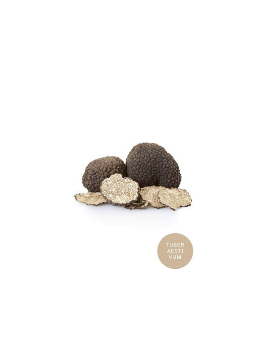 SUMMER BLACK TRUFFLE | AESTIVUM TRUFFLE |